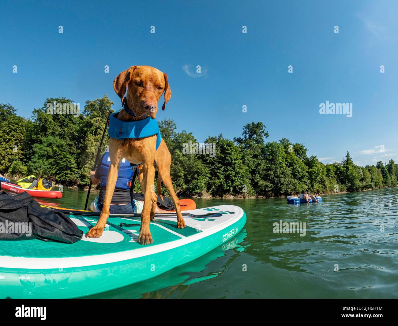 Young Magyar Vizsla on a Stand-Up Paddle Board, Aare, Solothurn, Switzerland Stock Photo