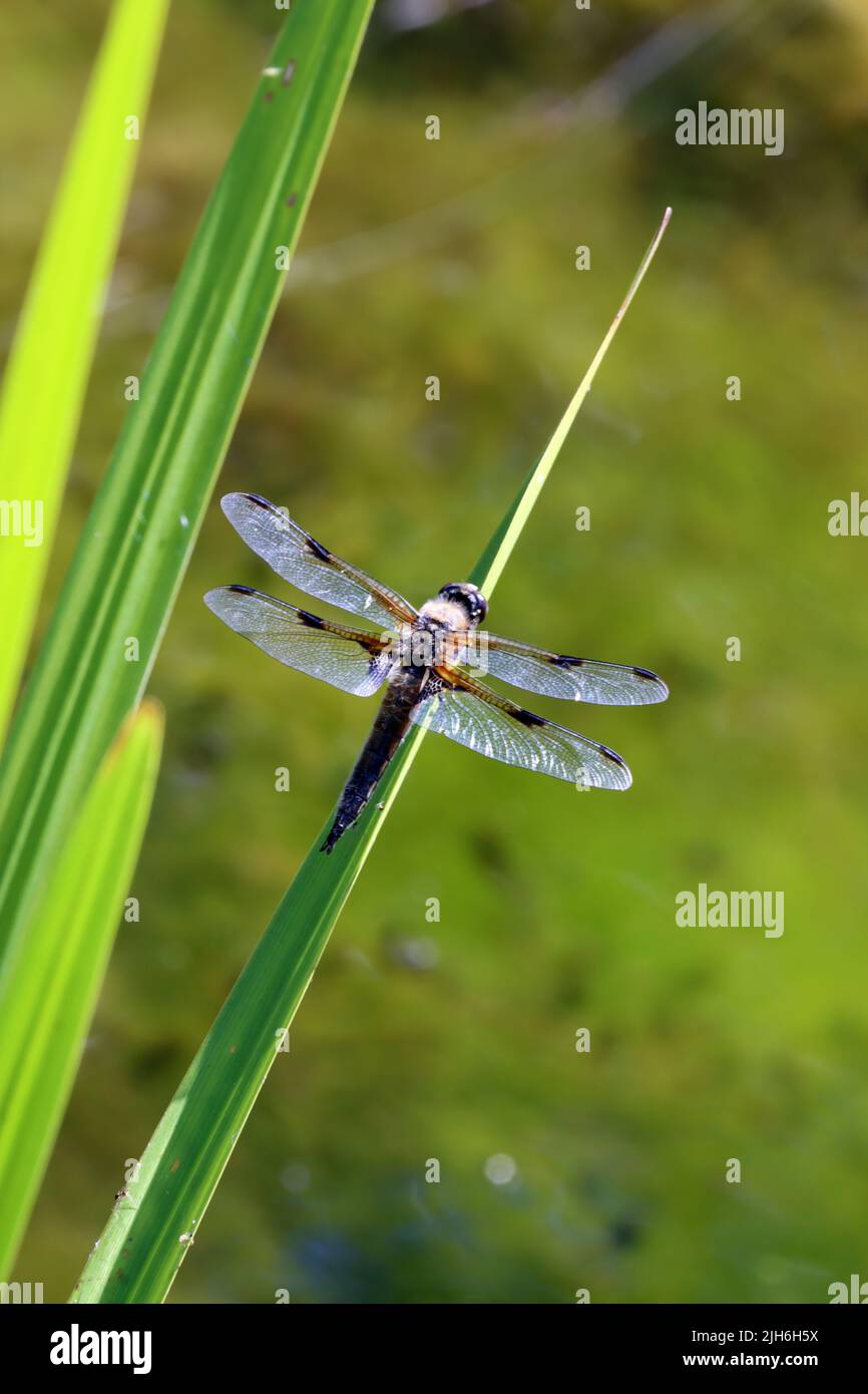 Vierfleck (Libellula, quadrimaculata) am Gartenteich eines naturnahen