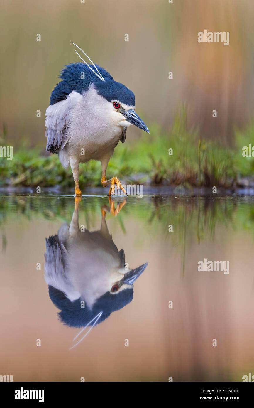 Black crowned night heron (Nycticorax nycticorax) foraging, portrait