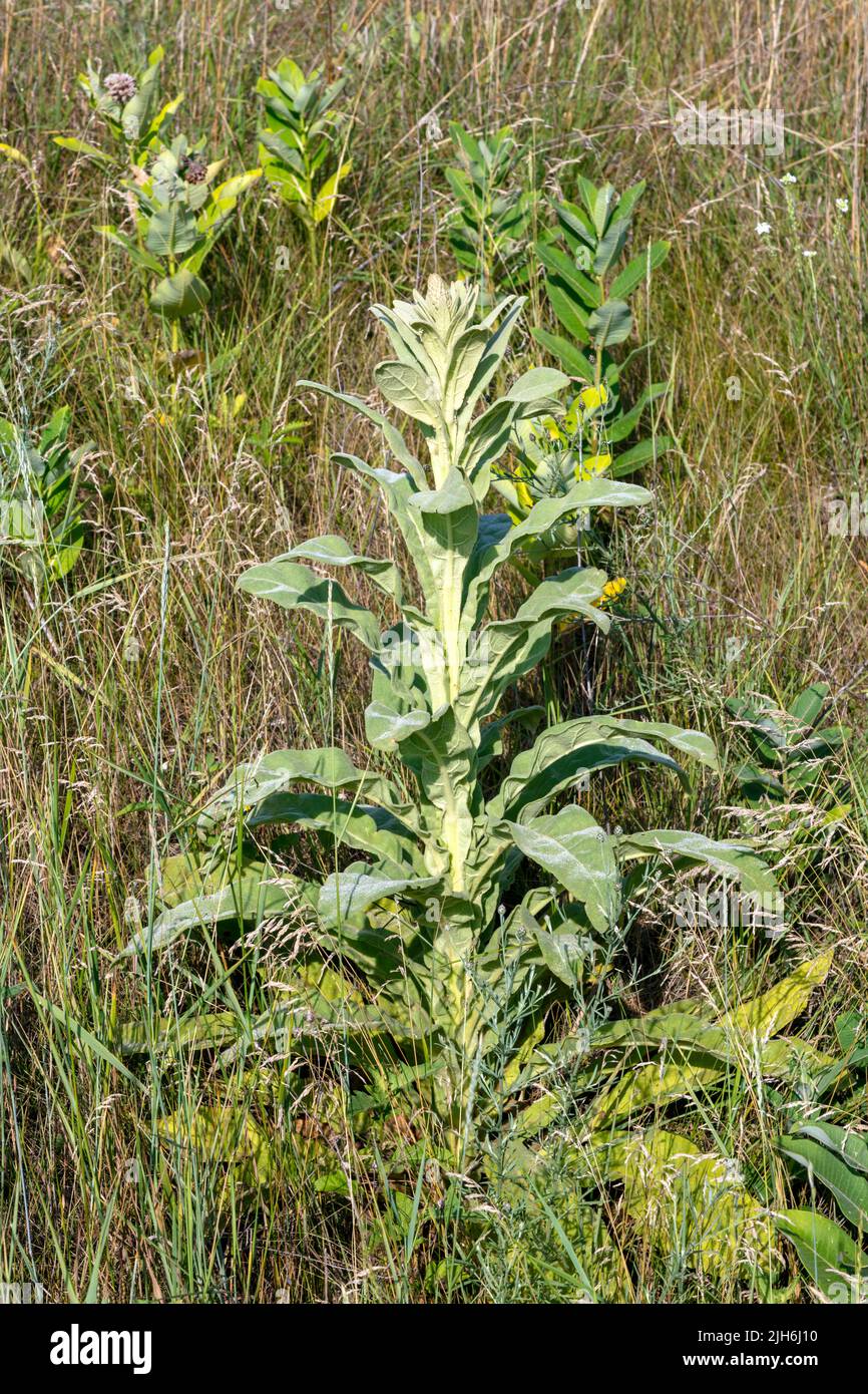 Great Mullein (Verbascum thapsus), growing in prairie, introduced species, E USA, by James D Coppinger/Dembinsky Photo Assoc Stock Photo
