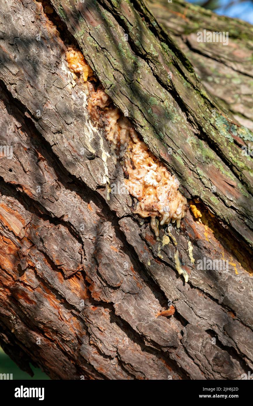 Pine sap leaking from Pine tree trunk (Pinus), E USA, by James D
