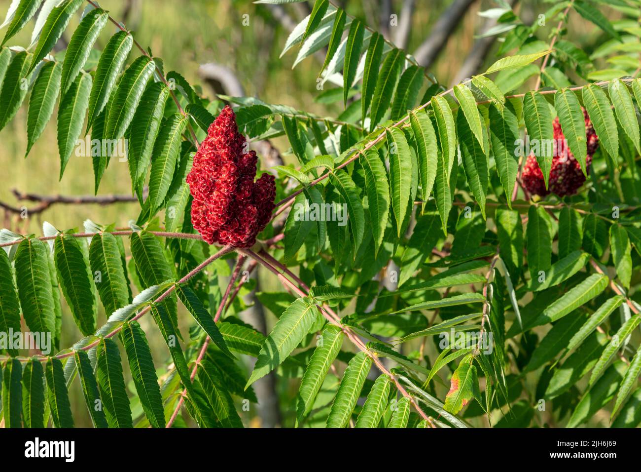 Staghorn Sumac (Rhus typhina), with ripened berries, fruit, E USA, by James D Coppinger/Dembinsky Photo Assoc Stock Photo