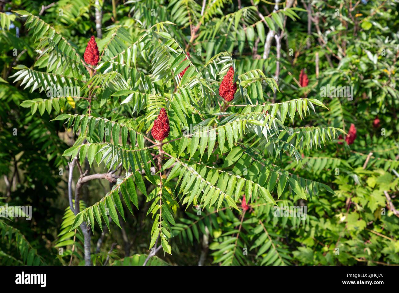 Staghorn Sumac (Rhus typhina), with ripened berries, fruit, E USA, by James D Coppinger/Dembinsky Photo Assoc Stock Photo