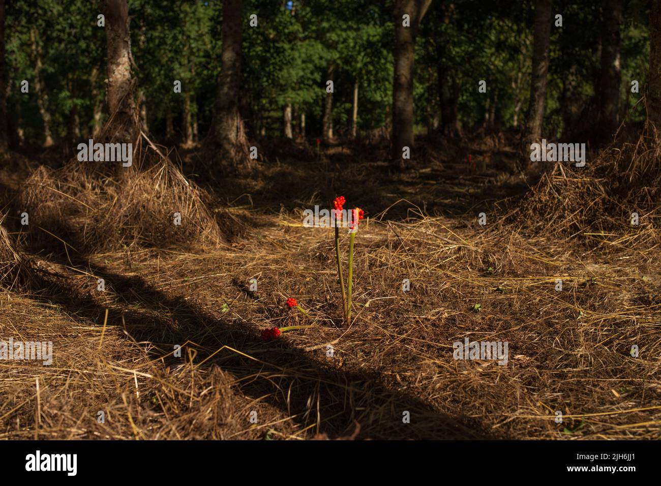 Arum Maculatum With Poisonous Red Berries In Forest Nature Stock Photo Alamy