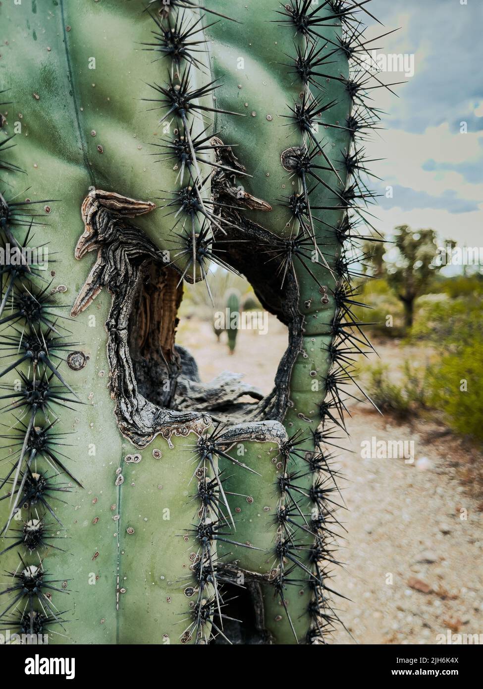 Closeup Saguaro Cactus with hole.  Stock Photo