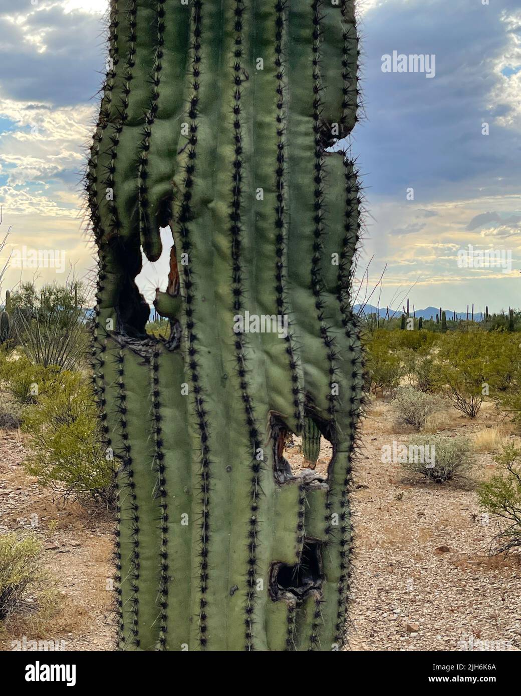 Cactus disease hires stock photography and images Alamy