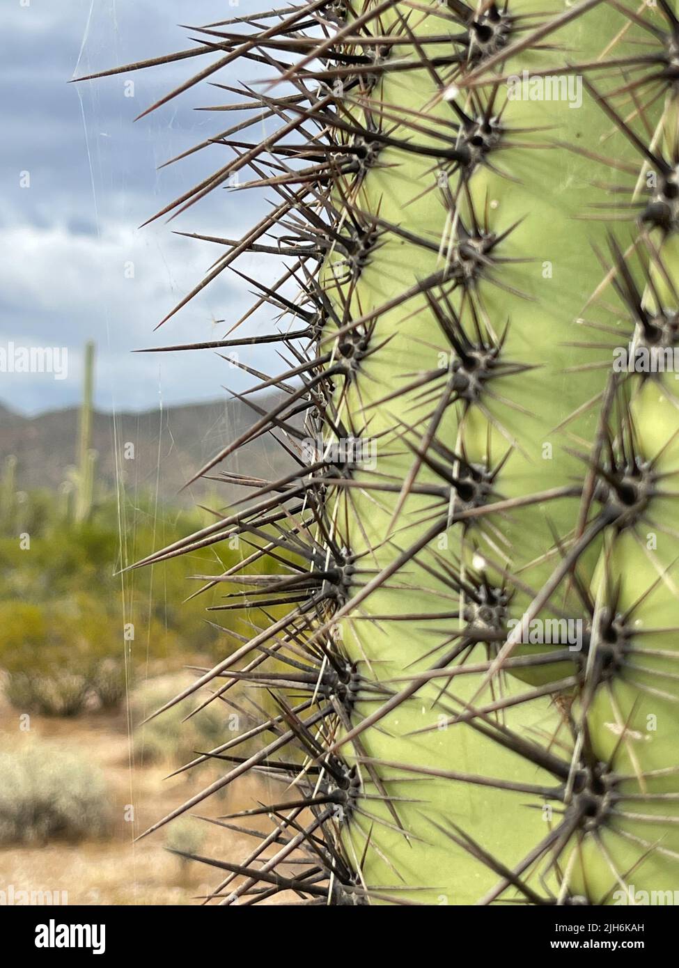 Closeup Saguaro Cactus with spider web Stock Photo