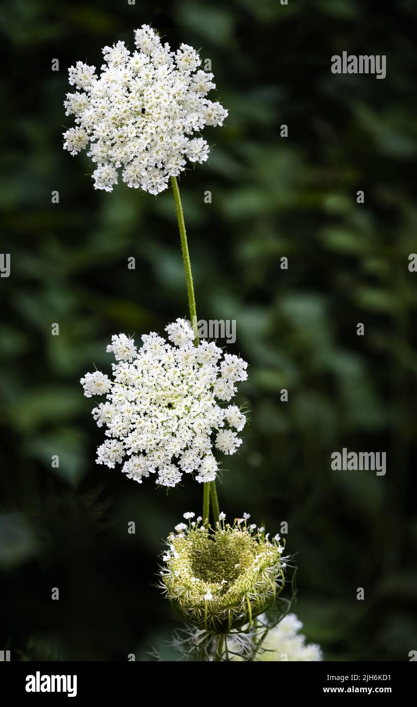White Queen Anne's Lace umbel, Daucus carota, on a lush green background in summer or fall, Lancaster, Pennsylvania Stock Photo