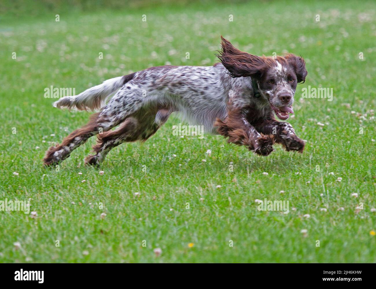 Cocker Spaniel running Stock Photo