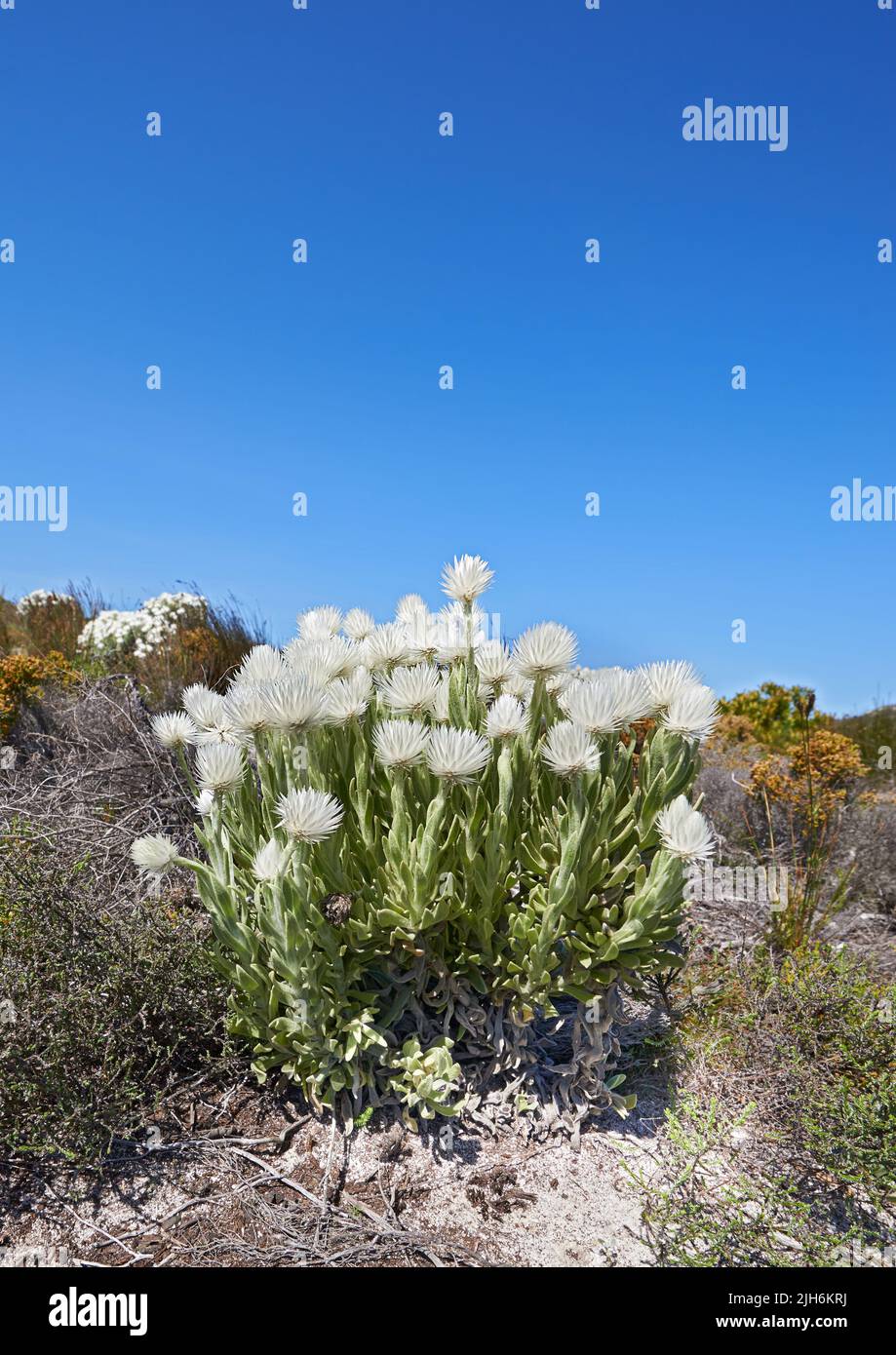 Copy space with white syncarpha argyropsis flowers growing in serene and wild nature reserve in Cape Town, South Africa. Green fynbos bushes or shrubs Stock Photo
