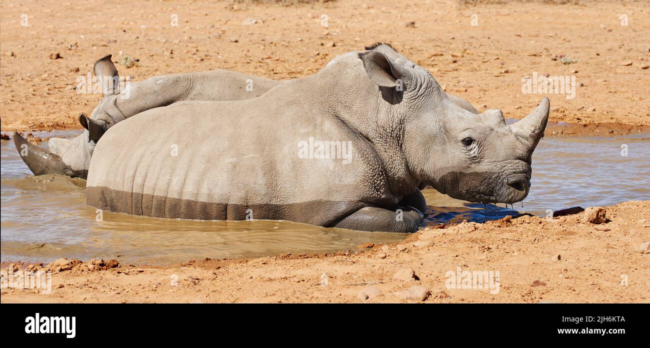 Two black rhinos taking a cooling mud bath in a dry sand wildlife reserve in a hot safari area in Africa. Protecting endangered African rhinoceros Stock Photo