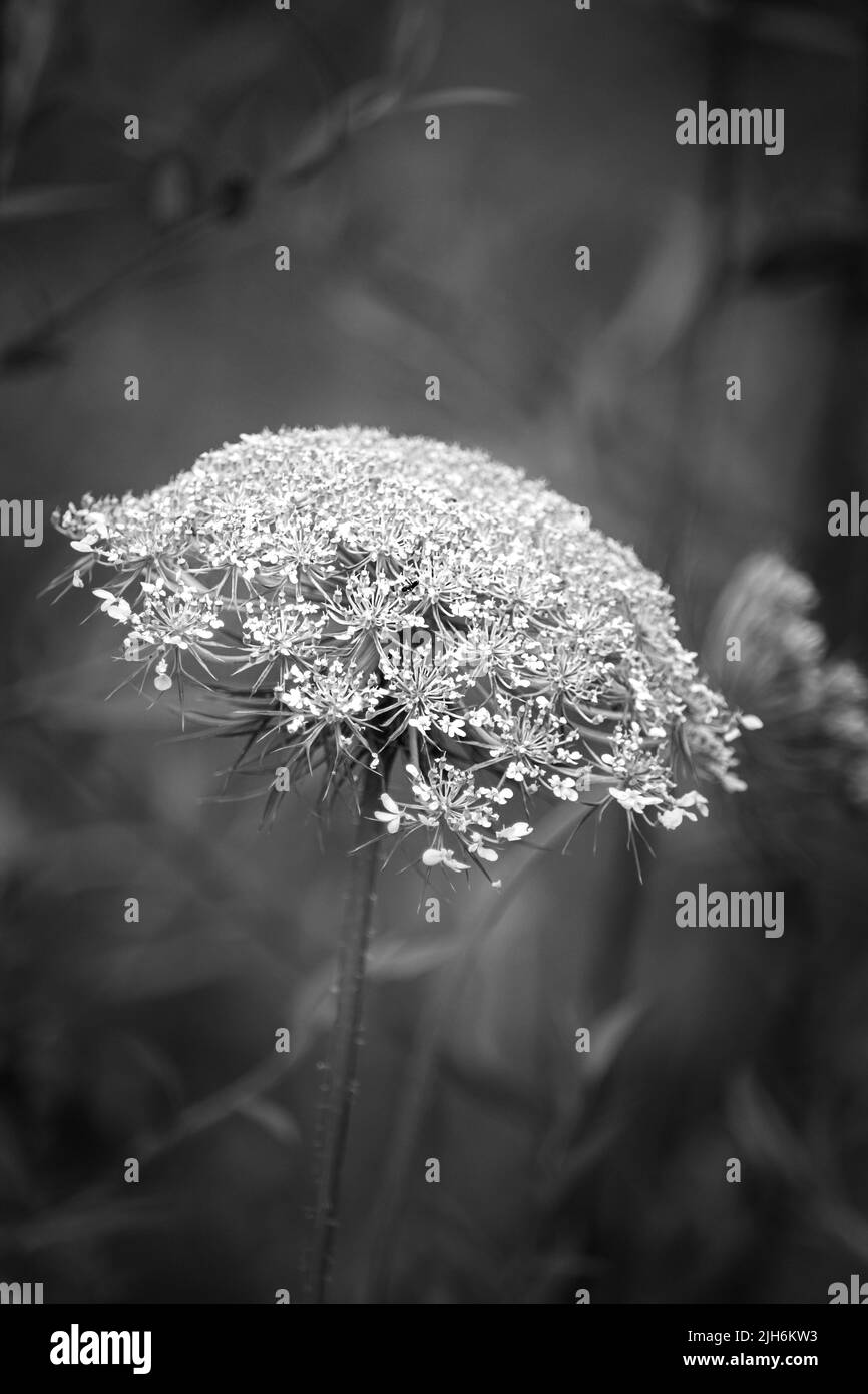 White Queen Anne's Lace umbel, Daucus carota, on a lush green background in summer or fall, Lancaster, Pennsylvania Stock Photo