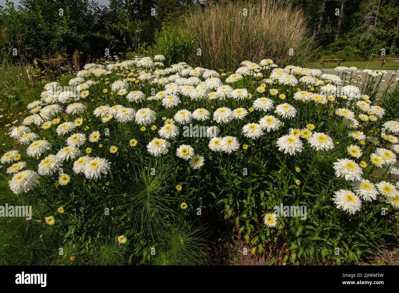 Flowers in garden at Pender Island Community Centre Stock Photo