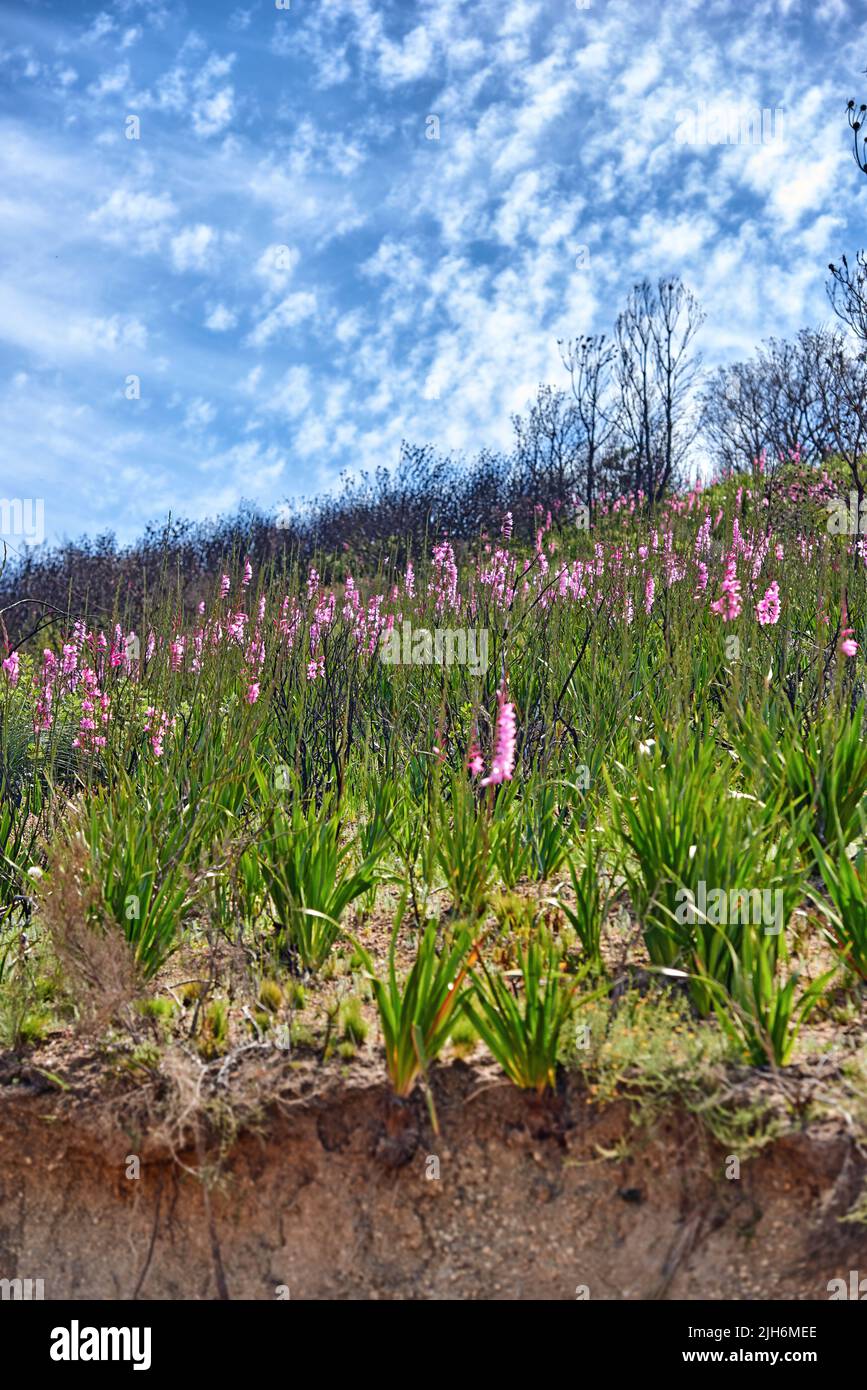 Lush purple vygie flowers and shrubs growing among the grass on Table Mountain in Cape Town, South Africa. Flora and plants in a peaceful ecosystem Stock Photo