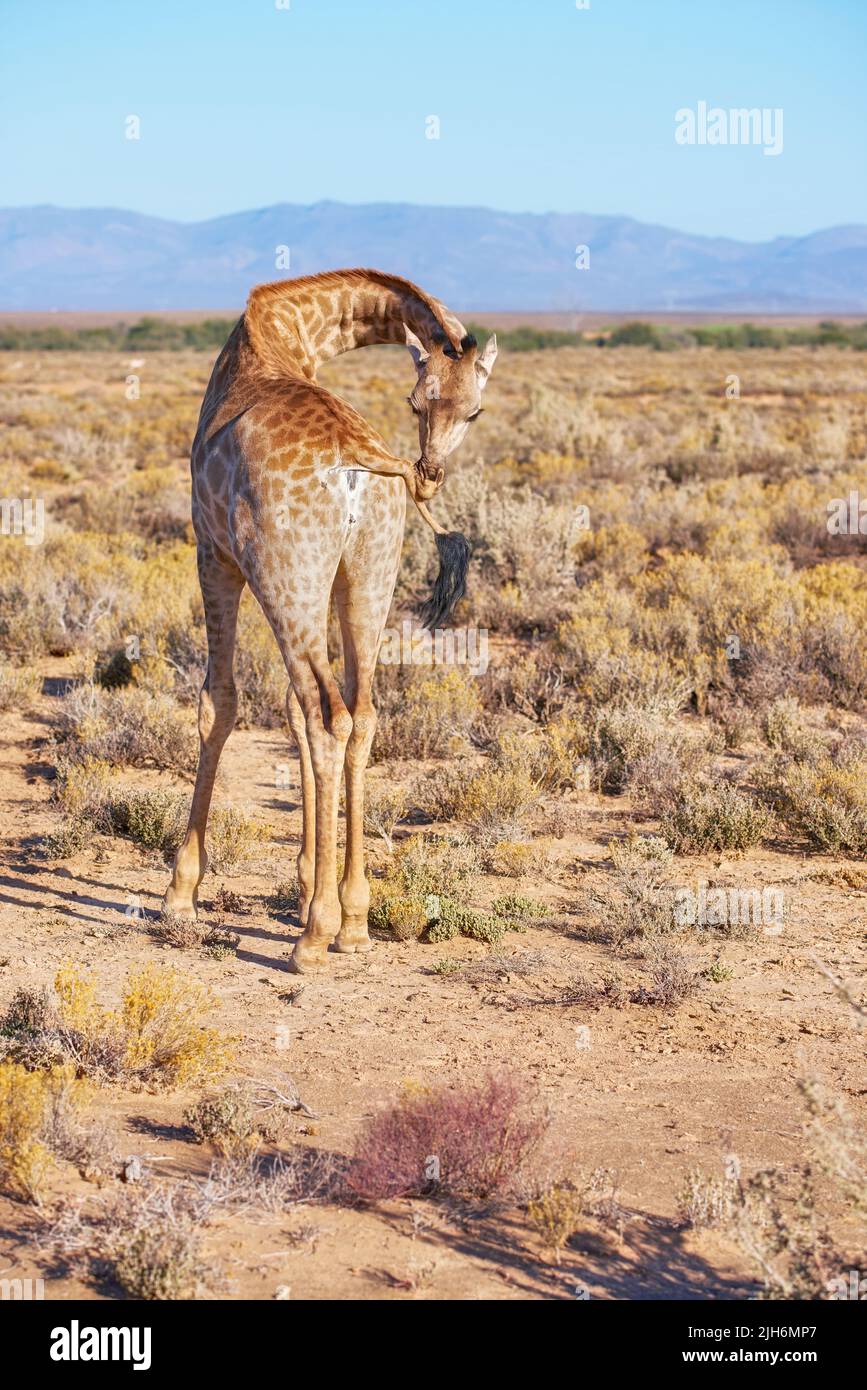 Wild giraffe standing alone in a dry landscape and wildlife reserve in a hot savanna area in Africa. Protecting local safari animals from poachers and Stock Photo