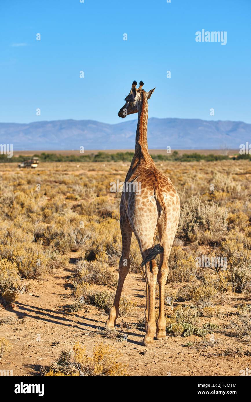 Free animal hi-res stock photography and images - Alamy Free animal hi-res stock photography and images - Alamy