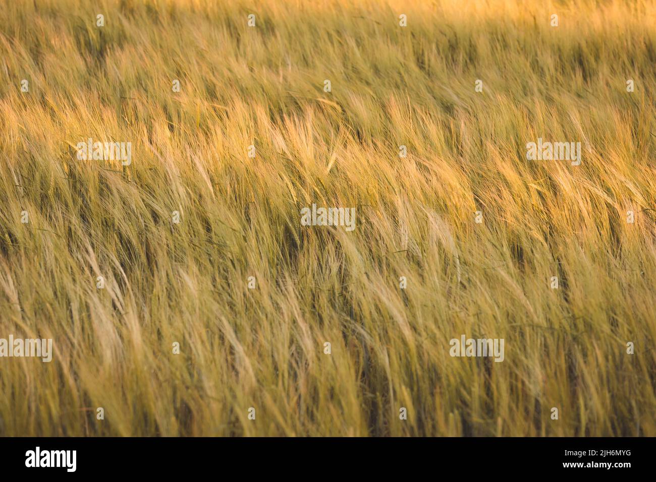 Golden Wheat Field Blowing in the Wind Stock Photo