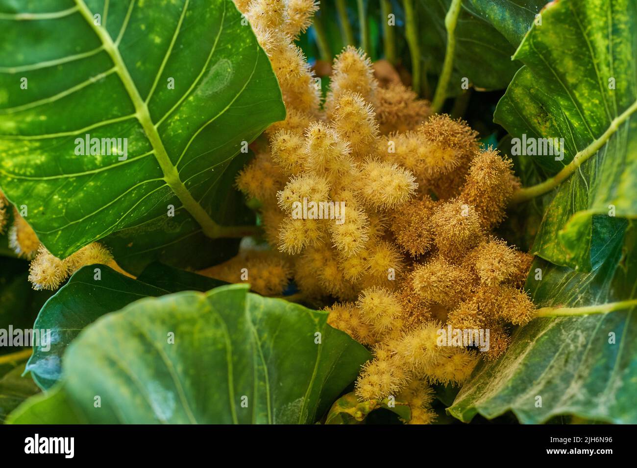 Golden chestnut tree with spiny fruit, Chinquapin plant. Vibrant leaves and palm fruit growing in a remote location in nature on a sunny day. Closeup Stock Photo