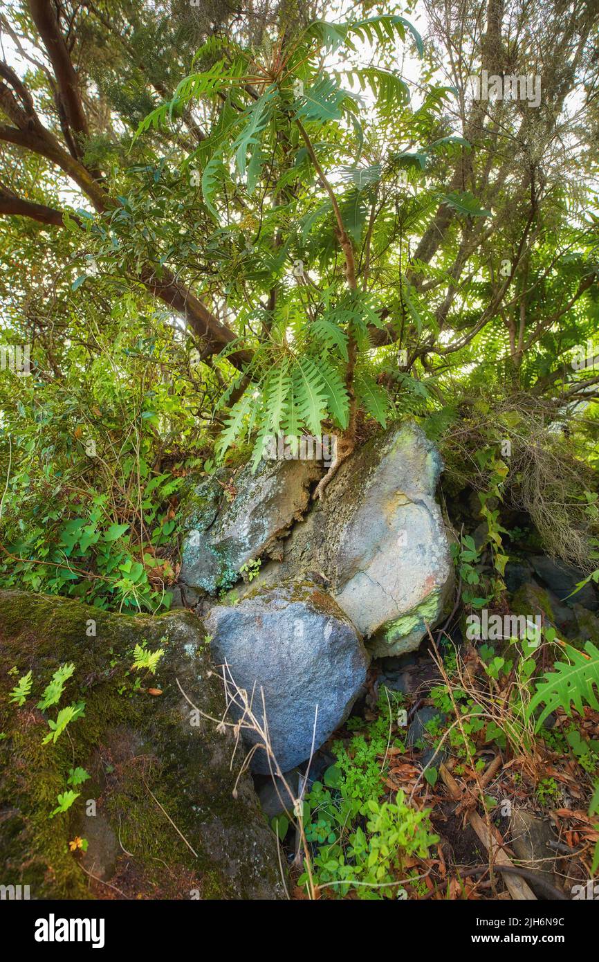 Green and colourful forest trees and shrubs growing on a rocky mountain. Landscape of vibrant bright plants outdoor on a sunny day. Wild nature Stock Photo