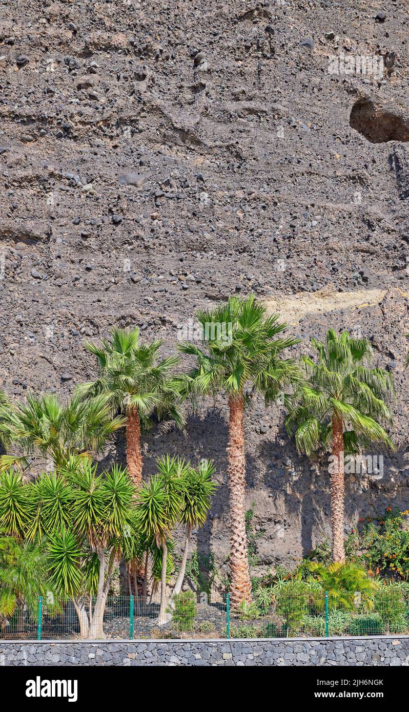 Palm trees lined up against a stone wall or mountain. View of tropical coconut plants and lush shrubs planted outside in a garden. Beautiful Stock Photo