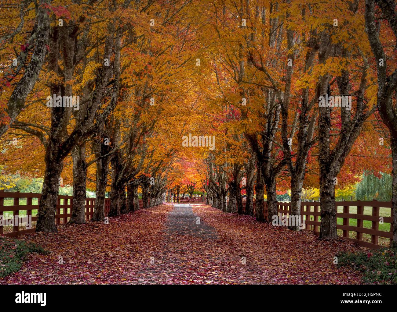 A treelined driveway to a farm in the Cascade Mountain foothills is