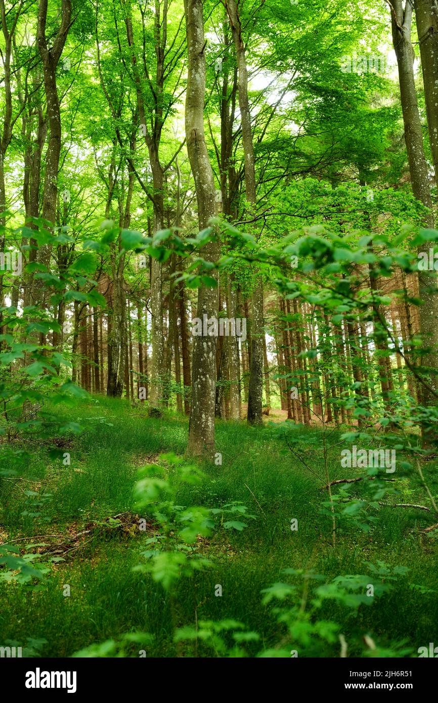 Wild birch trees growing in a forest with green plants and shrubs. Scenic landscape of tall wooden trunks with lush leaves in nature at spring Stock Photo