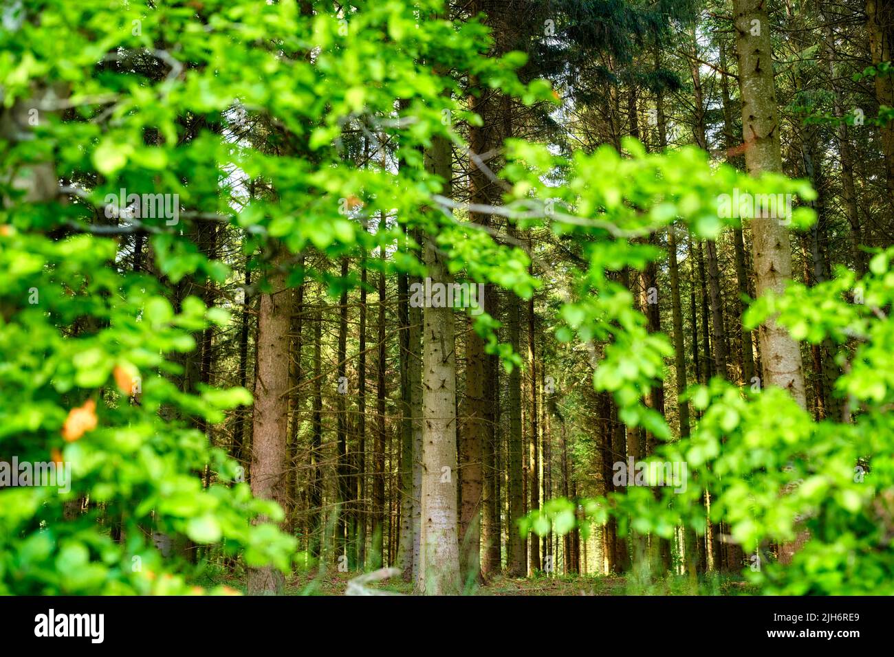 Wild trees growing in a forest with green plants and bushes. Scenic landscape of tall wooden trunks with lush leaves in nature during spring. Peaceful Stock Photo