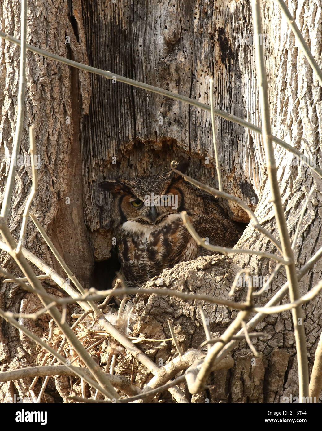 Mom Great Horned Owl and Baby Stock Photo