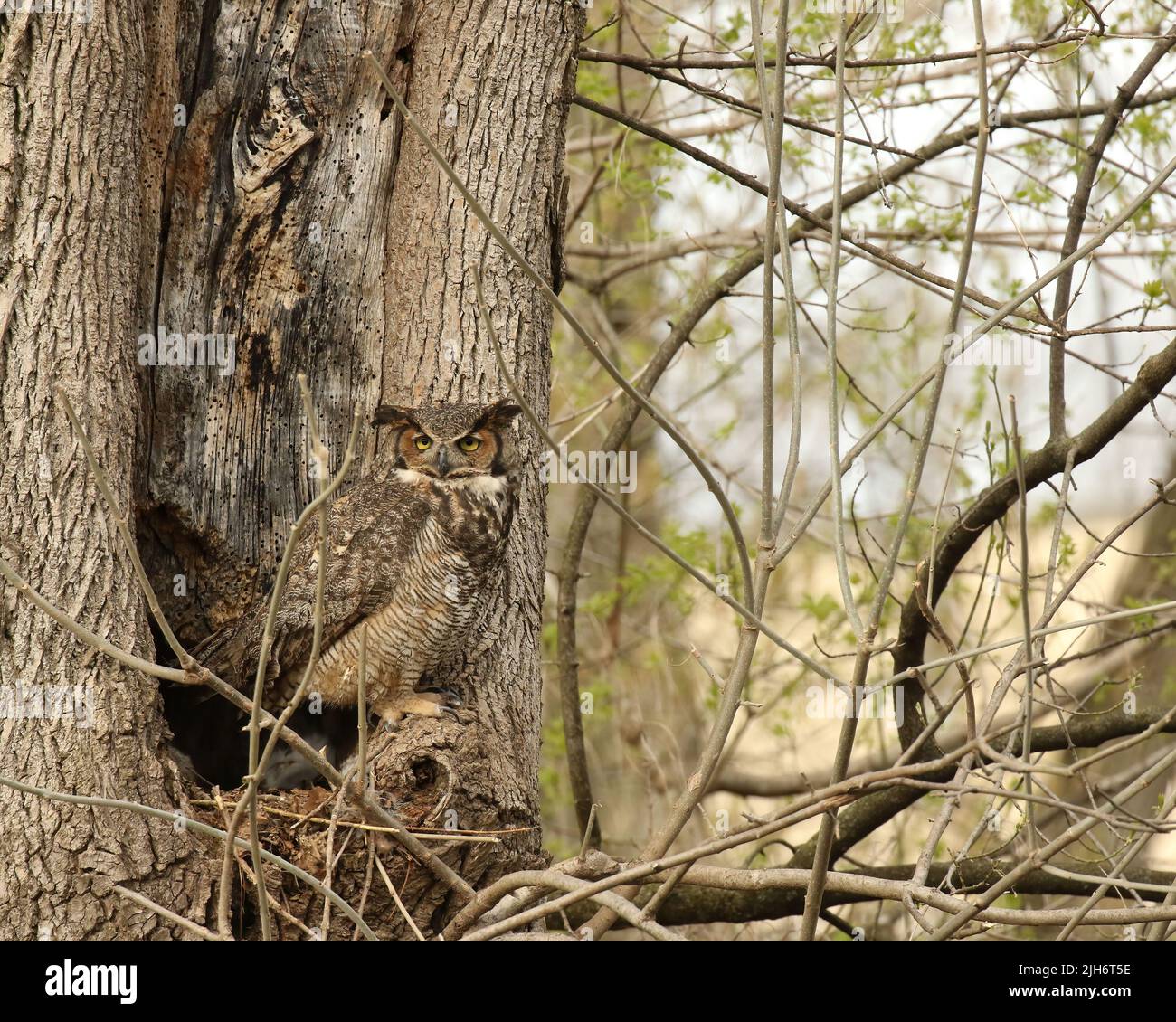 Mom Great Horned Owl and Baby Stock Photo