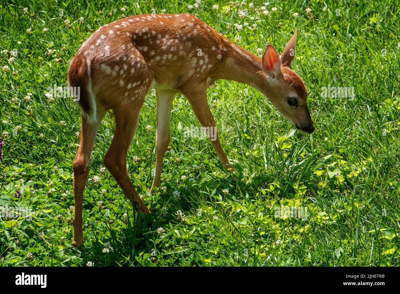 Fawn forages in the garden Stock Photo