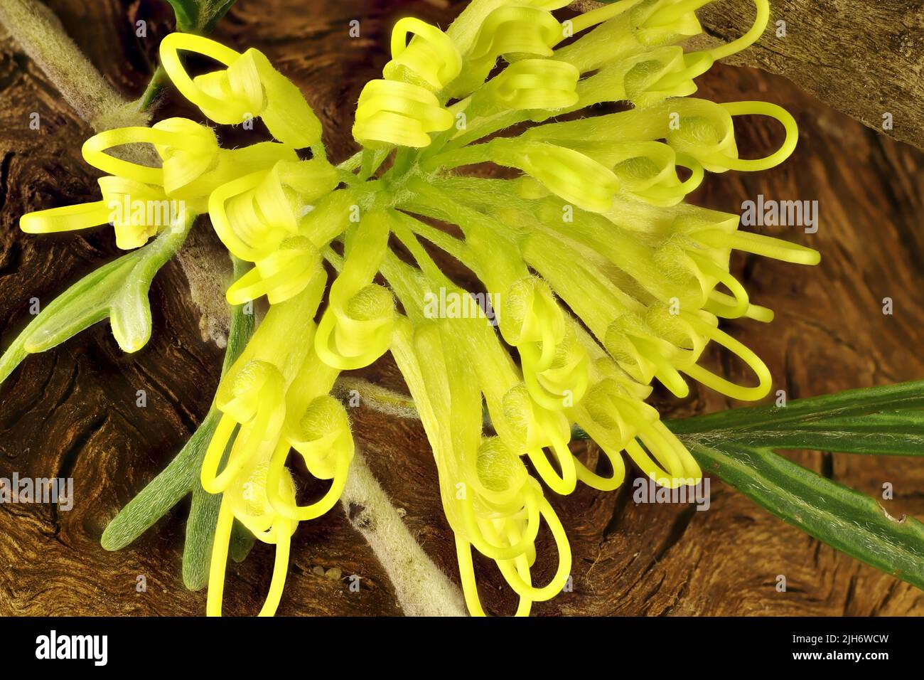 Isolated Grevillea 'Lemon Supreme' inflorescence on stem with foliage