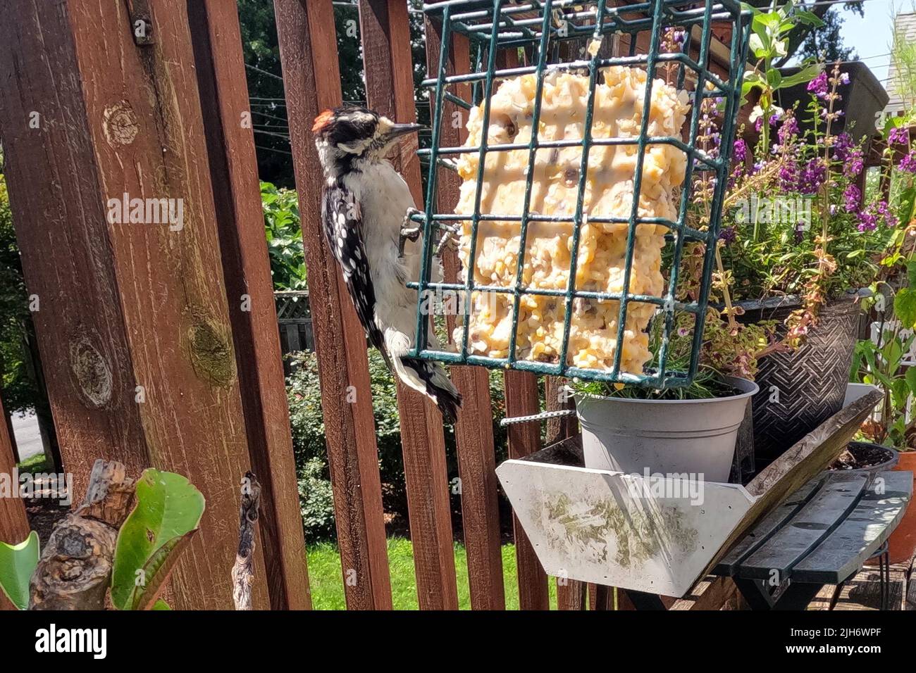 Woodpecker on the Suet Feeder Stock Photo - Alamy