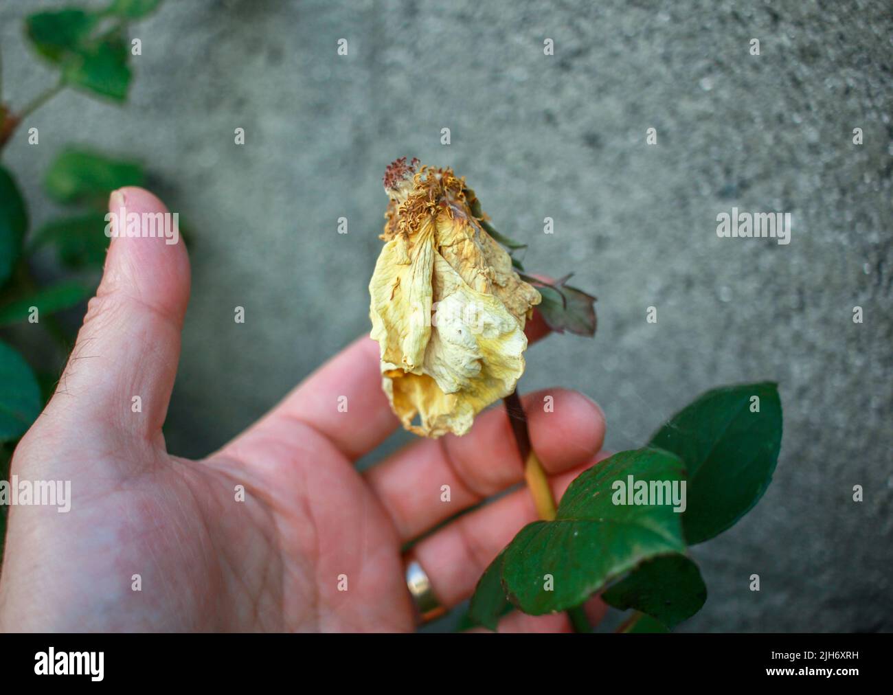the fragility of a dying yellow rose in my fingers Stock Photo