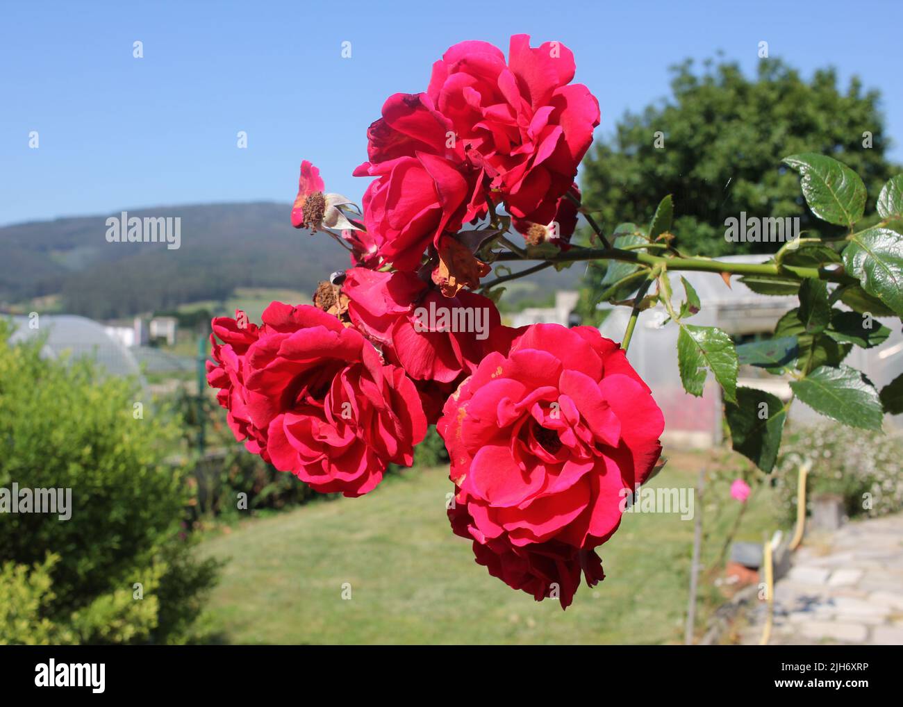 Beautiful red rose in home garden hi-res stock photography and images ...