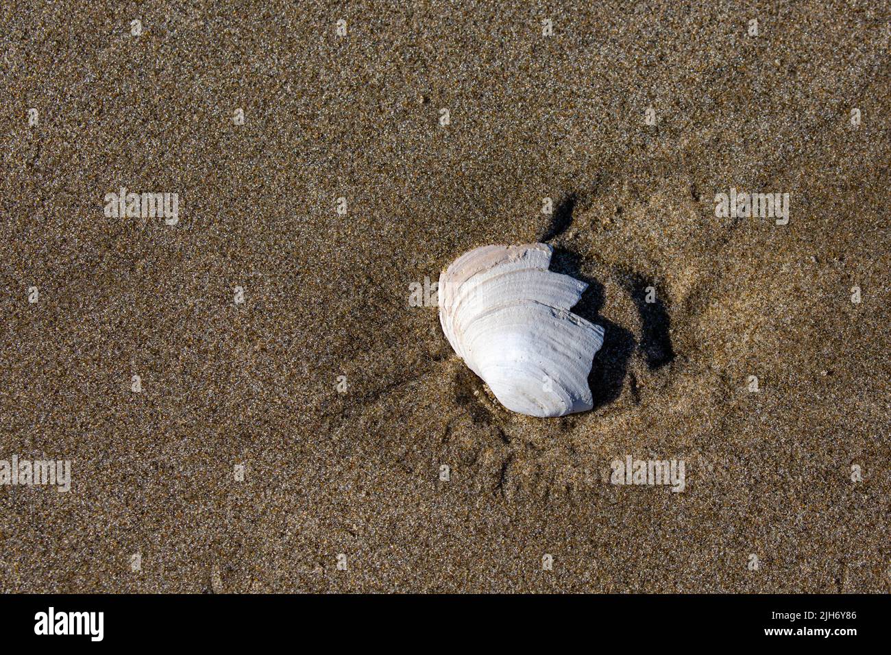 Piece of a sea shell in the sand at low tide on the Oregon coast ...