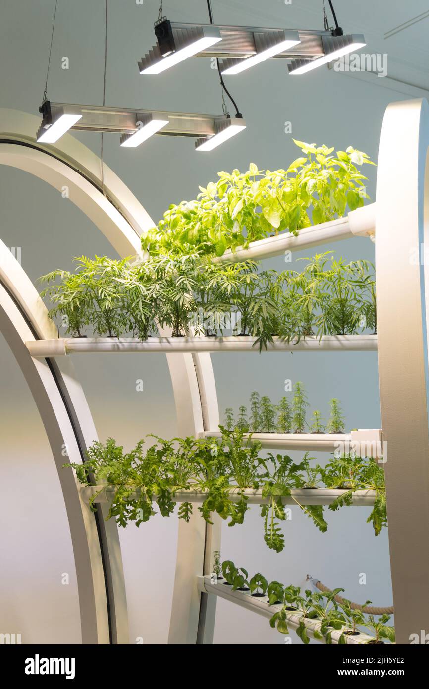 Close up of a compact space saving modern automatic artificially lit indoor laboratory experimental garden led lighting and green plants as concept fo Stock Photo