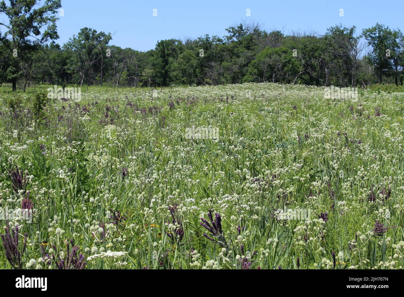 White and purple flowers in a field with blue sky at Somme Prairie