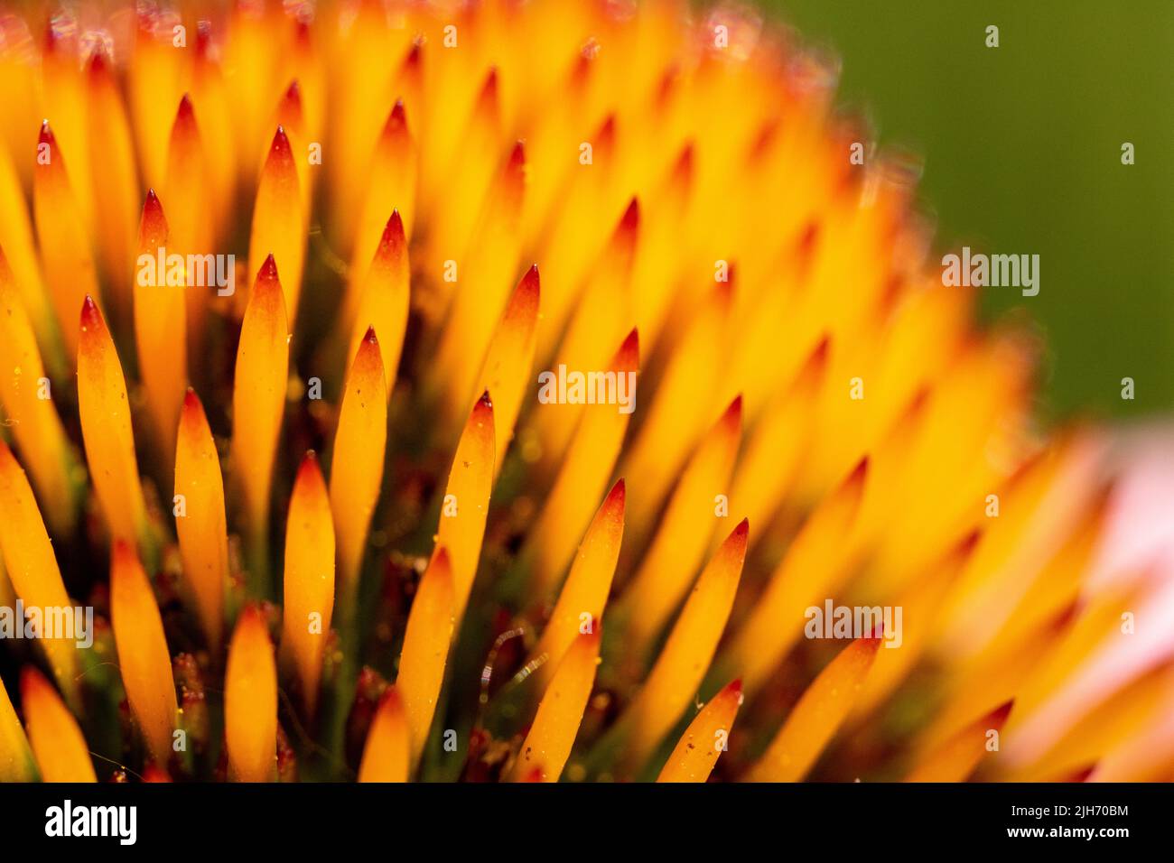 Echinacea purpurea cone macro Stock Photo