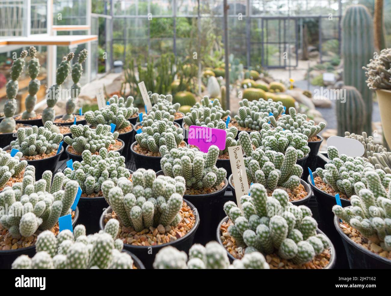 Puna Subterranea and Escobaria Sneedii cactus cultivating in the nursery. Stock Photo