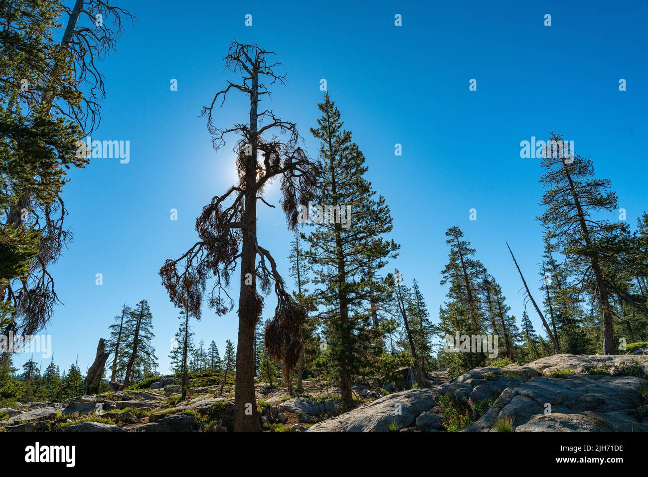 Dead Pine tree stands above the Pacific Crest Hikiing Trail in northern
