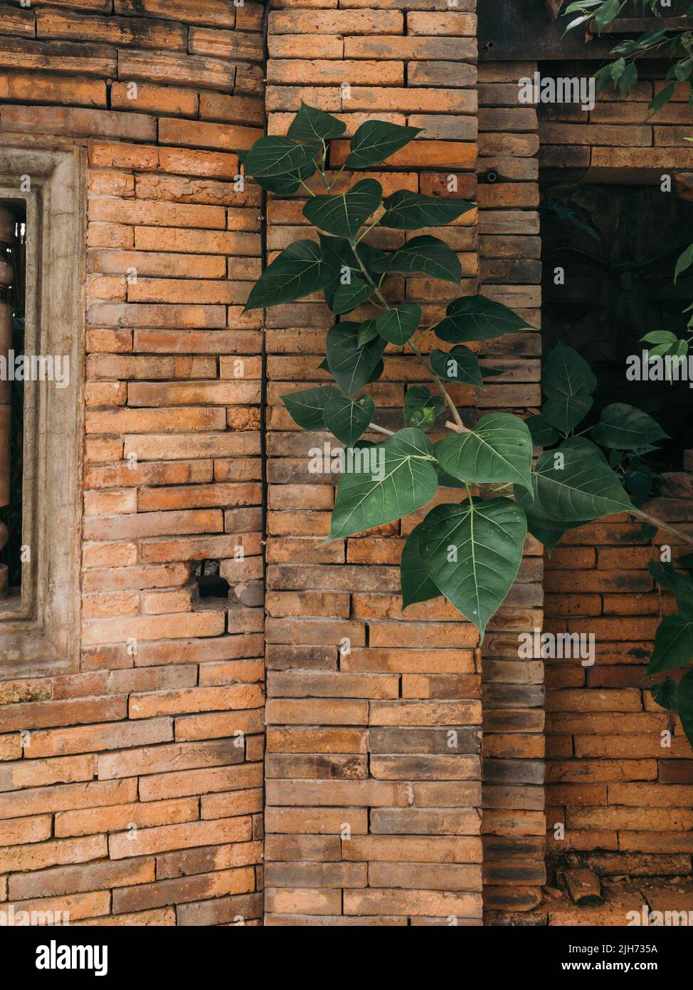 Bodhi leaves growing near brown bricks wall Stock Photo