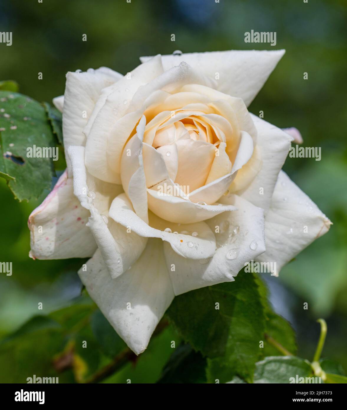 'Ilse Krohn Superior' Climbing Rose, Klätterros (Rosa) Stock Photo