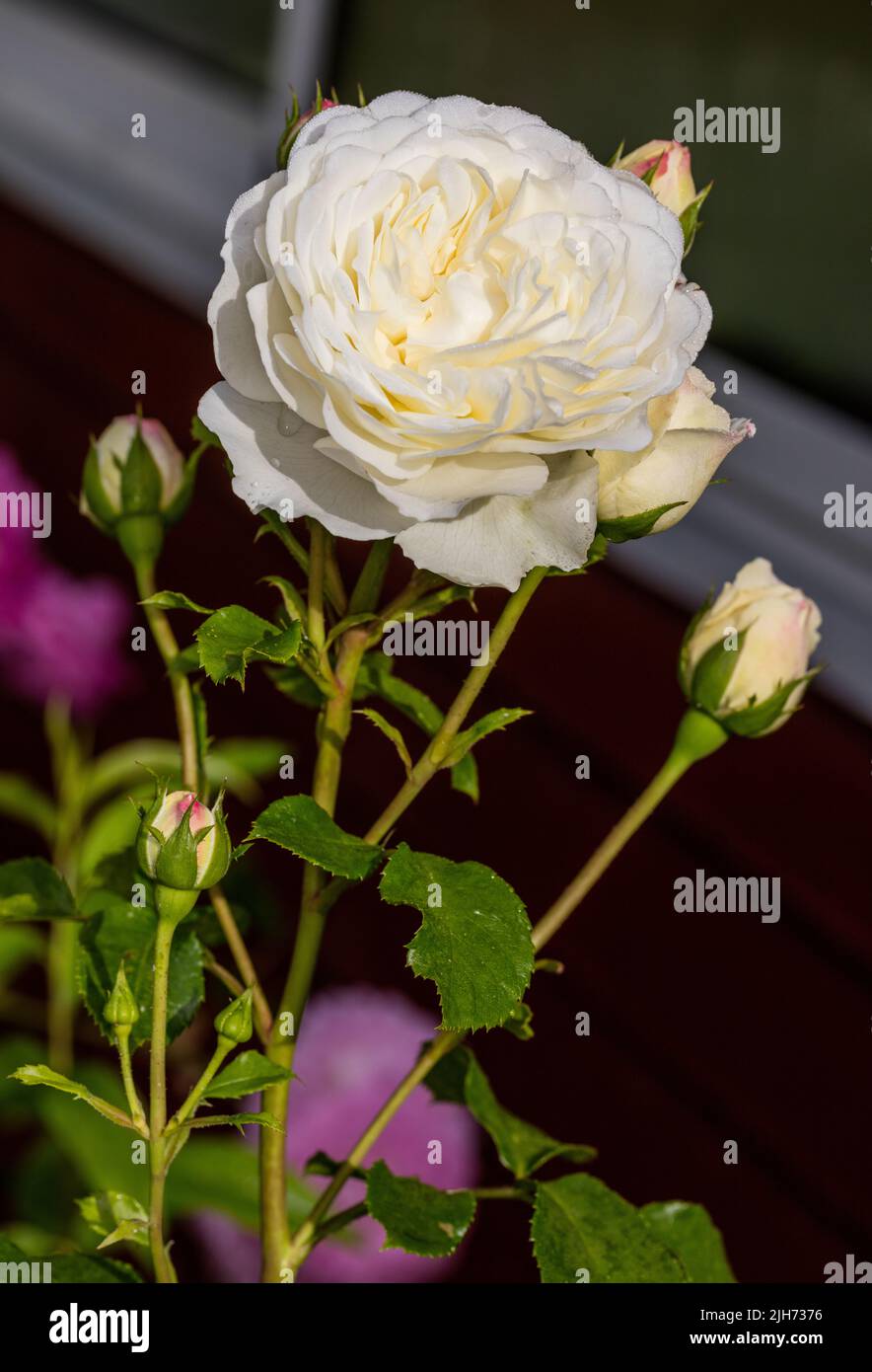 'Tranquillity, Ausnoble' English Rose, Engelsk ros (Rosa) Stock Photo