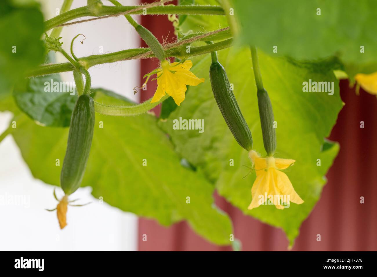 'Green Fingers F1' Cucumber, Gurka (Cucumis sativus) Stock Photo