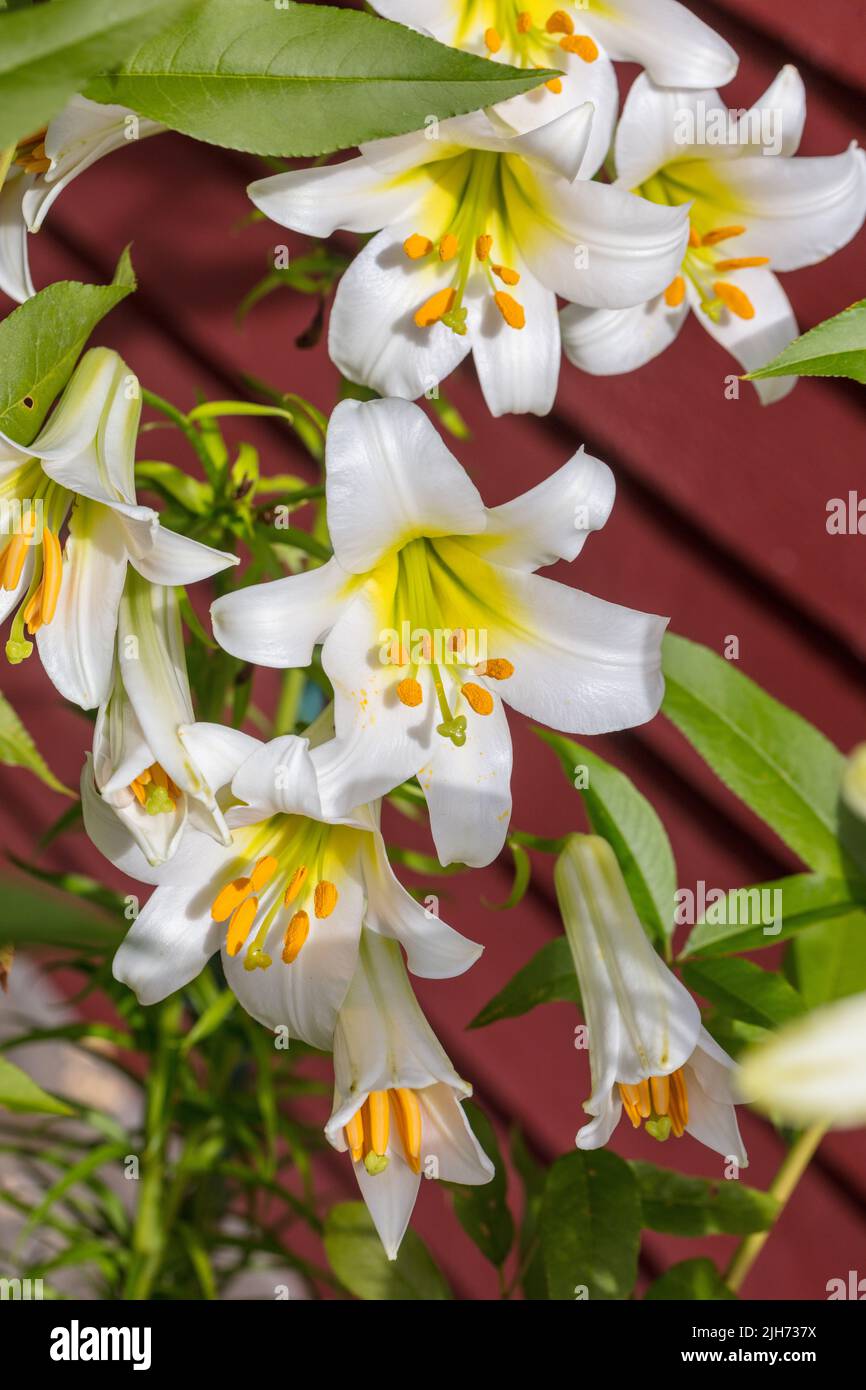 'Album' Trumpet Lily, Trädlilja (Lilium regale) Stock Photo