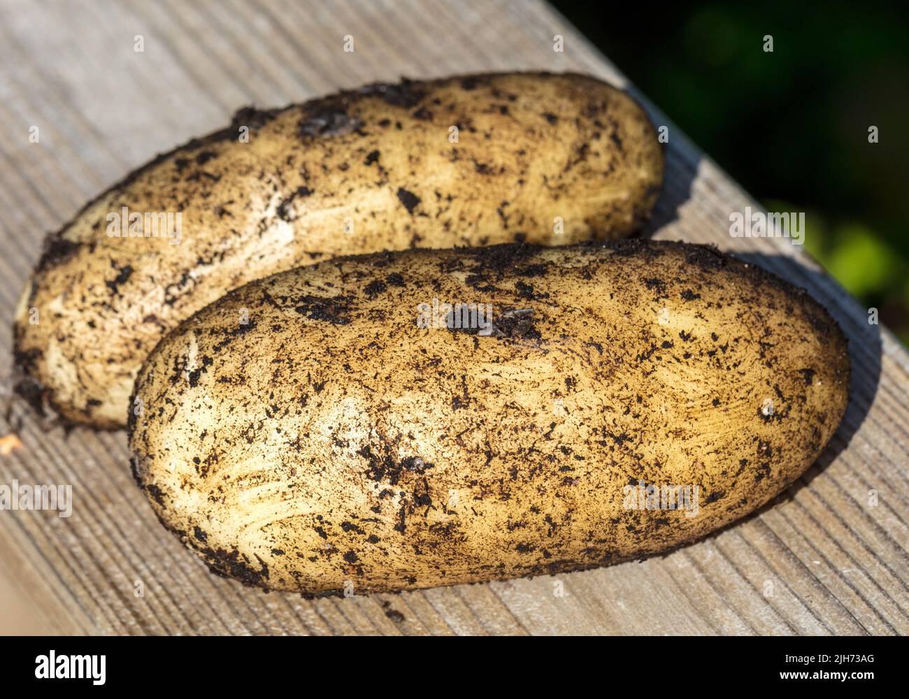 'Amandine' Potato, Potatis (Solanum tuberosum) Stock Photo