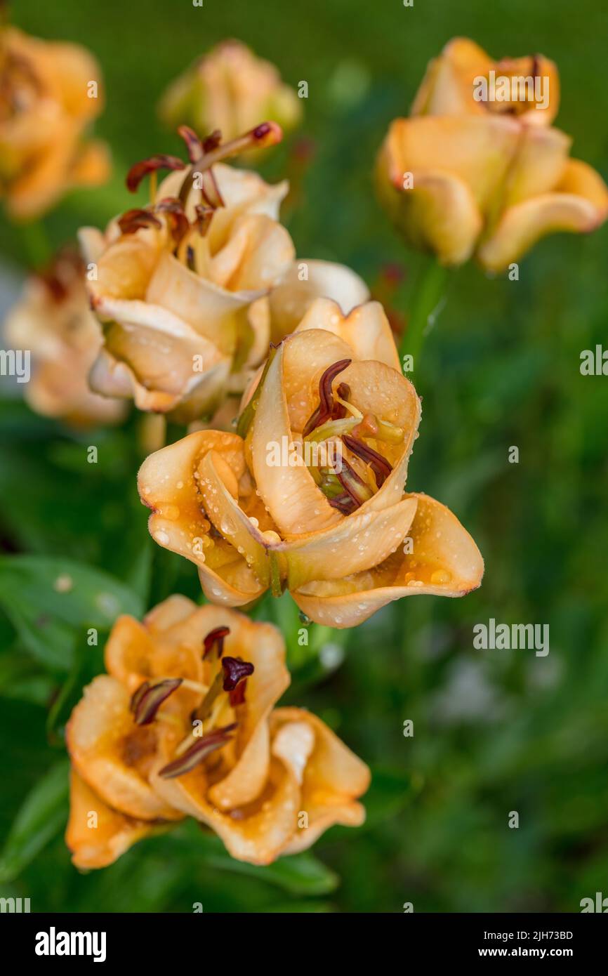 'Apricot Fudge' Asiatic Lily, Asiatisk lilja (Lilium asiatica Stock