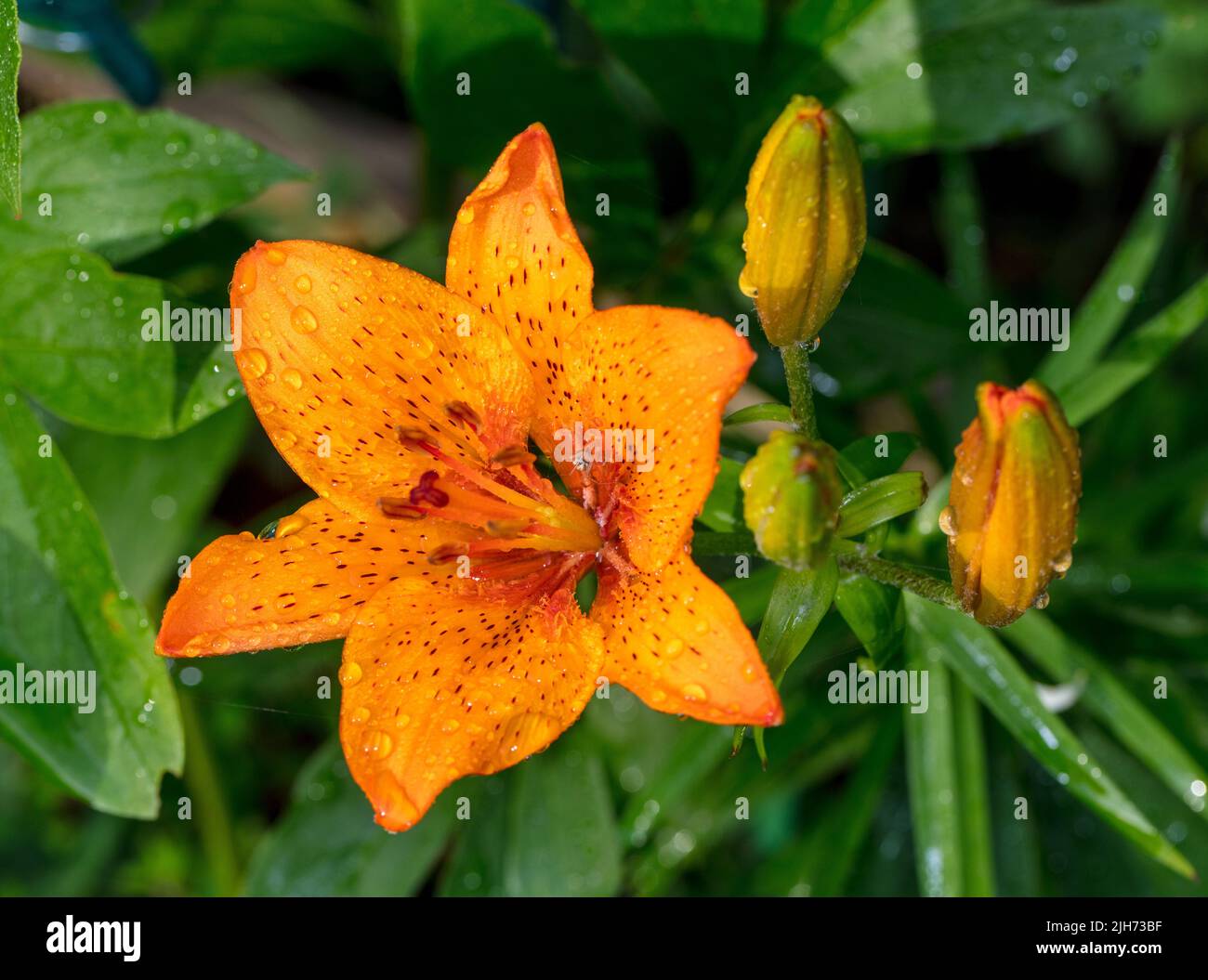 Orange Lily, Brandlilja (Lilium bulbiferum Stock Photo - Alamy