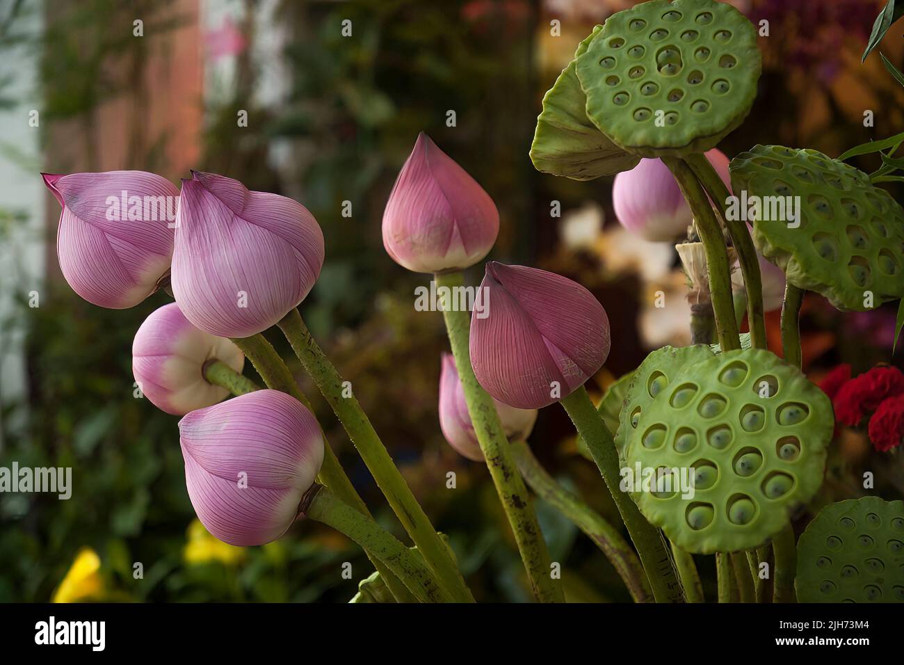 Lotus plants for sale, Stanley Market, Hong Kong Island, 2007 Stock