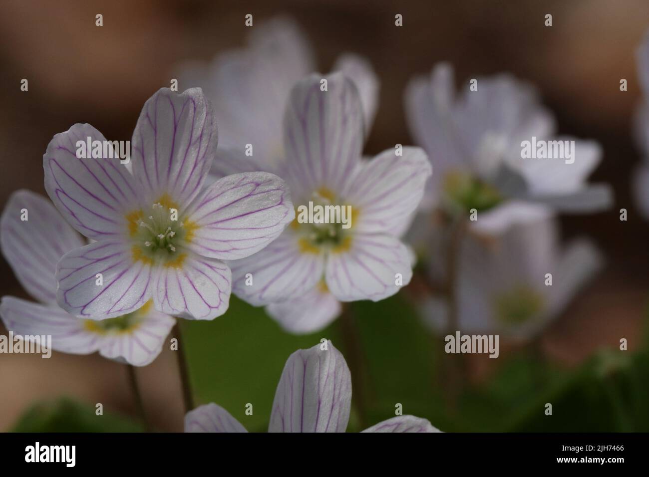 flowering common sorrel in spring Stock Photo